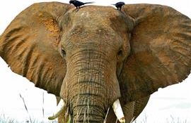Africa’s Two Elephant Species Move Closer to Endangered Species Protection