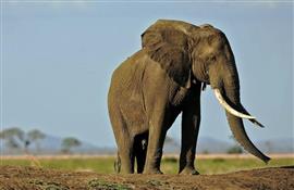 Botswana unveils plan to kill elephants and turn them into pet food