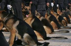 China clones ´Sherlock Holmes´ police dog to cut training times – report