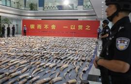 China Seizes Over Seven Tons of Ivory