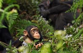 Chinese dam project in Guinea could kill up to 1,500 chimpanzees