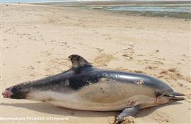 Hundreds Of Dolphin Corpses Found Washed Up On French Beach