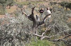 Israeli settlers chop down 150 olive trees east of Ramallah