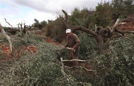 Jewish settlers chopped thundreds of trees in Ramallah