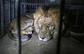 More than 40 zoo animals evacuated from Gaza Strip