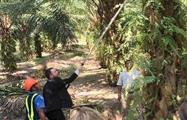 Norway not proposing to ban palm oil