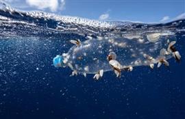 Six-decade plankton study charts rise of ocean plastic waste