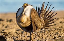 Trump plans major rollback of sage grouse protections to spur oil exploration