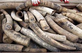 UNEP-INTERPOL Report: Value of Environmental Crime up 26% 